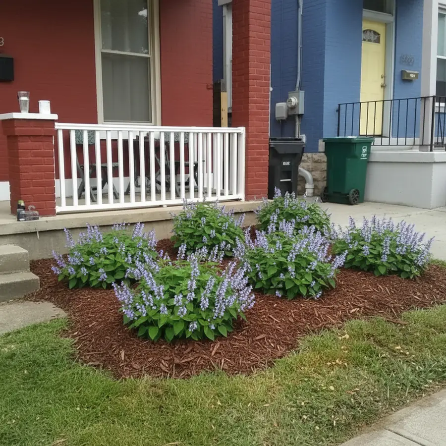 A front yard replanted with native plants in a Garden Planner preview (Heartleaf Skullcap)